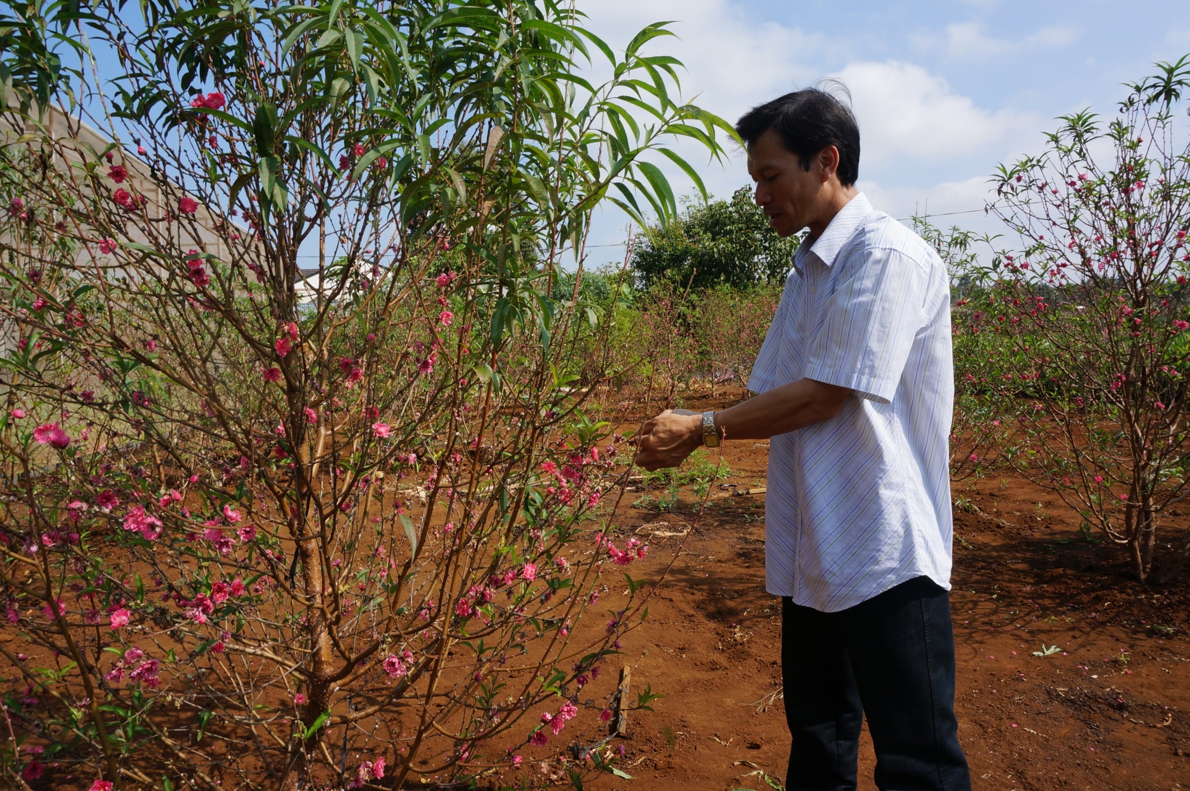 Mang hoa dao, mai vao phong lanh de tranh no som hinh anh
