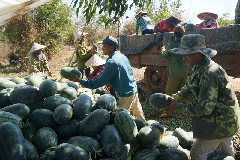 Con do ep thuong lai mua dua gia re hinh anh