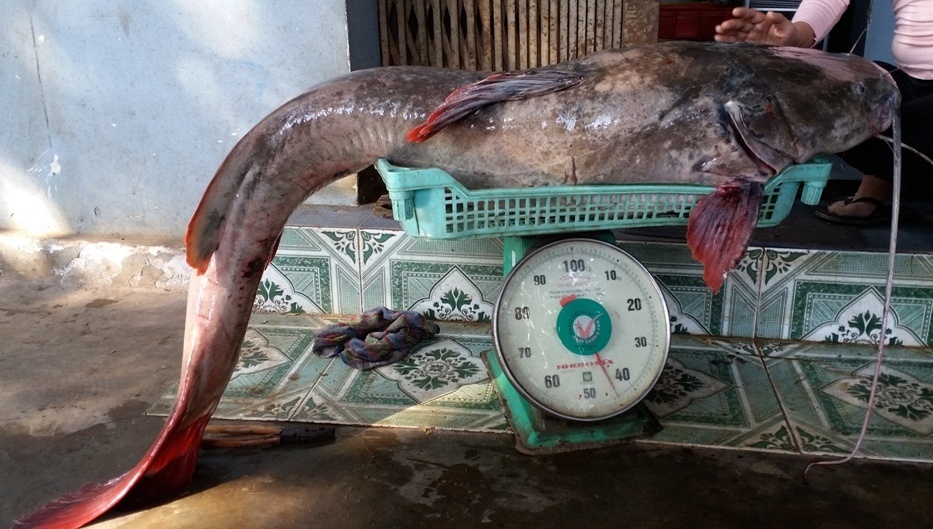 Cau duoc ca lang dai 1,7 m tren song Serepok hinh anh