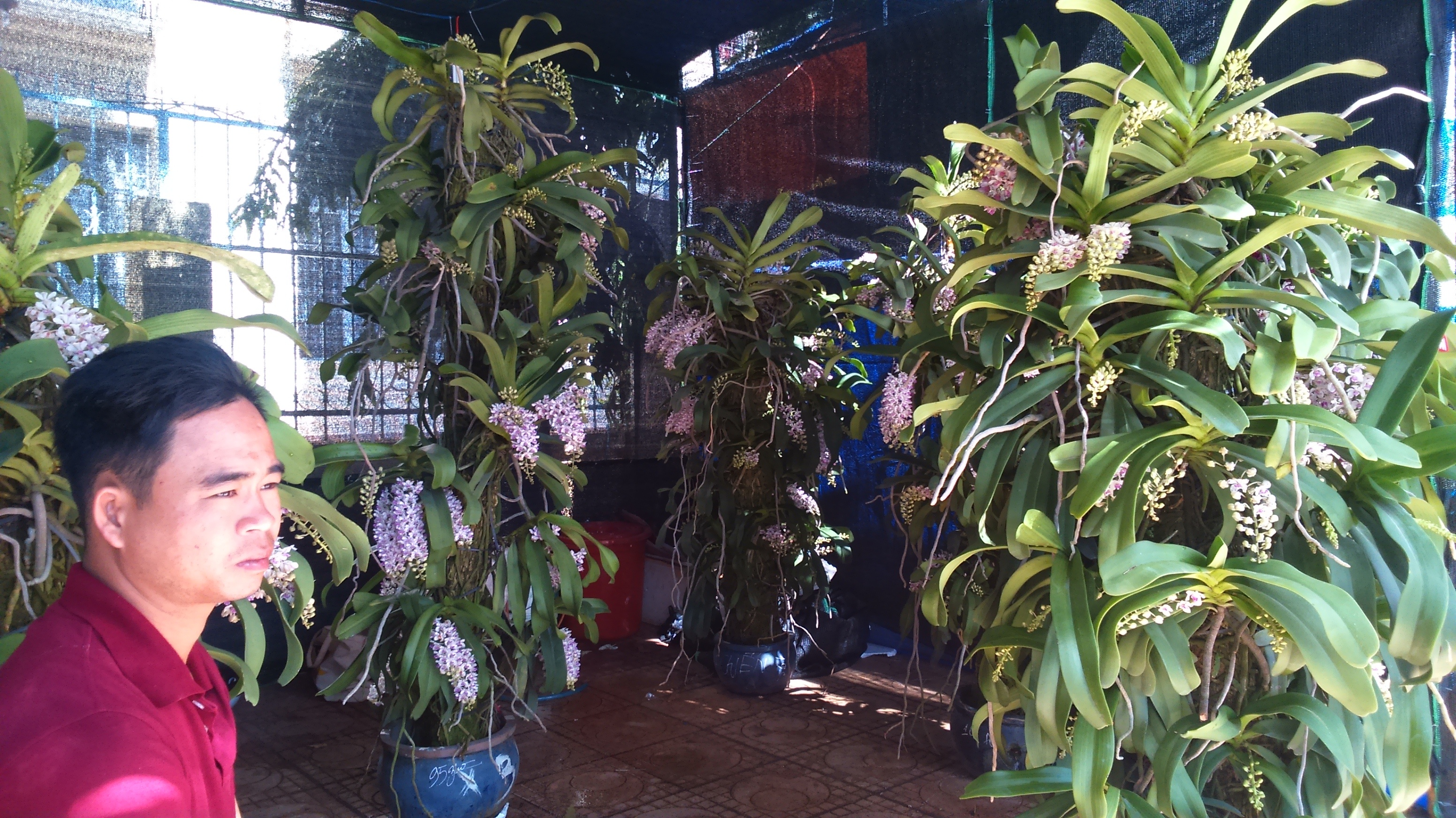 35 trieu dong mot goc lan rung hinh anh