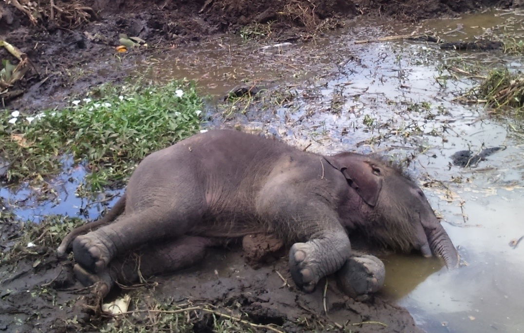 Voi rung nam chet ben bo ao hinh anh