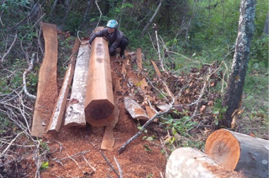 Ky luat 14 can bo kiem lam de mat gan 18 ha rung hinh anh