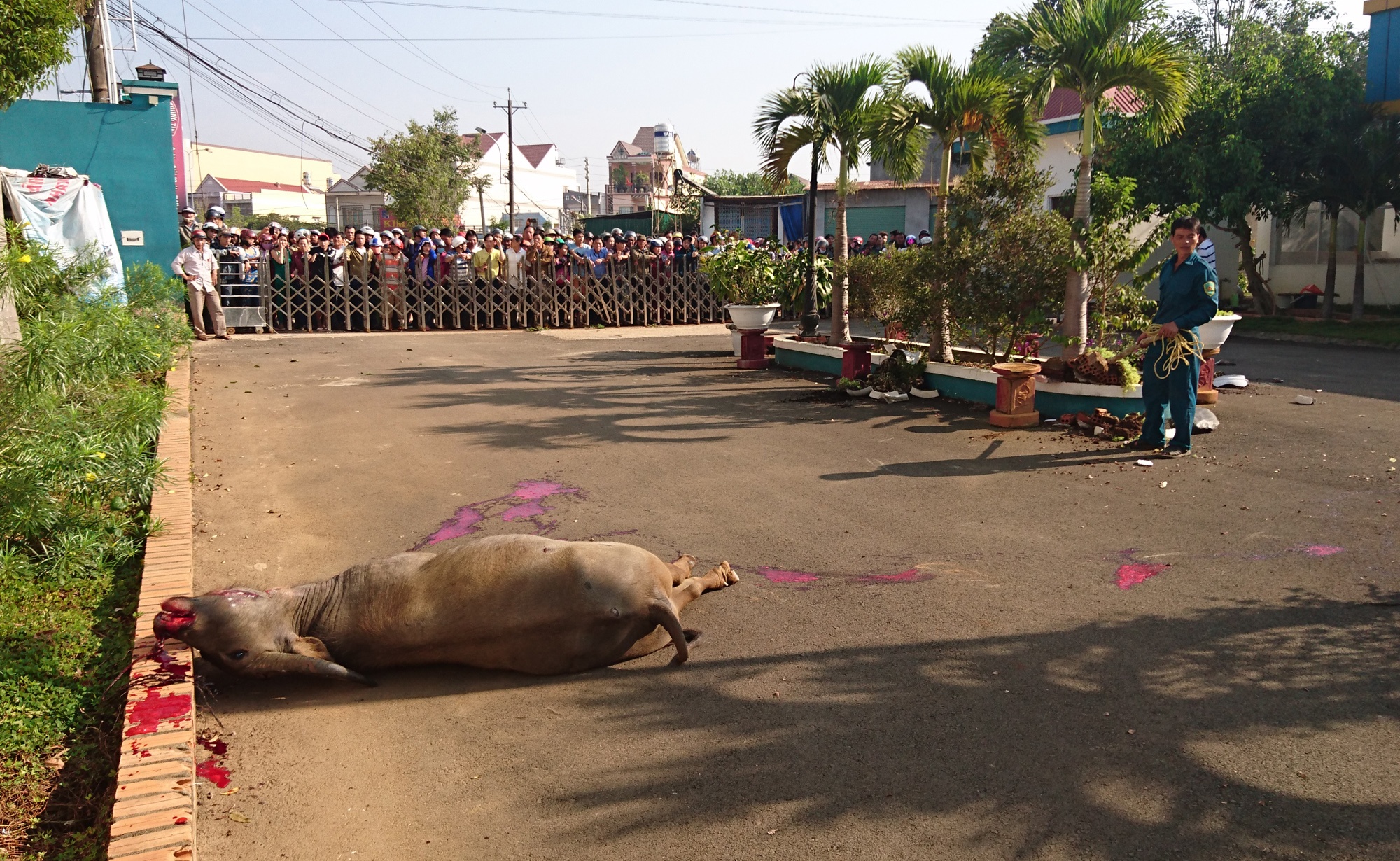 Ban 5 phat sung ha trau dien huc 3 nguoi bi thuong hinh anh