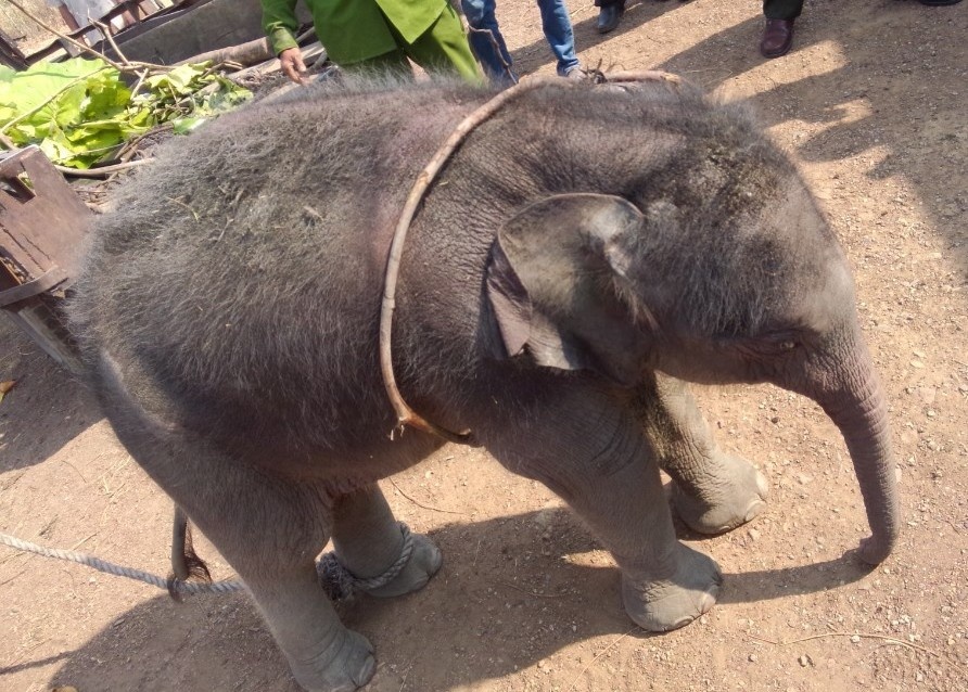 Tha voi rung ve dan, voi me khong chiu nhan hinh anh