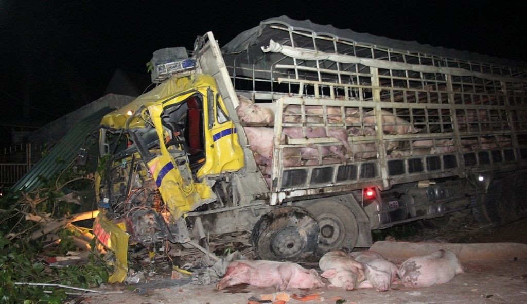 Xe cho heo gap nan, tai xe tu vong hinh anh