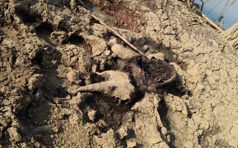 Phat hien xac voi phan huy ben dam lay hinh anh