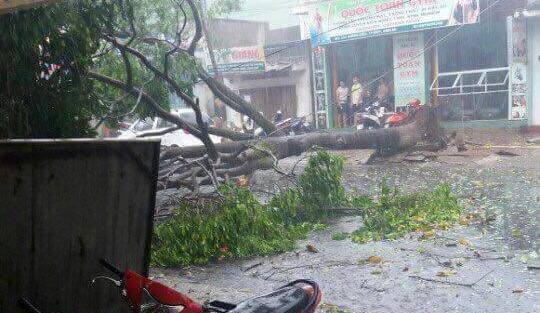 Mua dau mua giai han o Dak Lak hinh anh