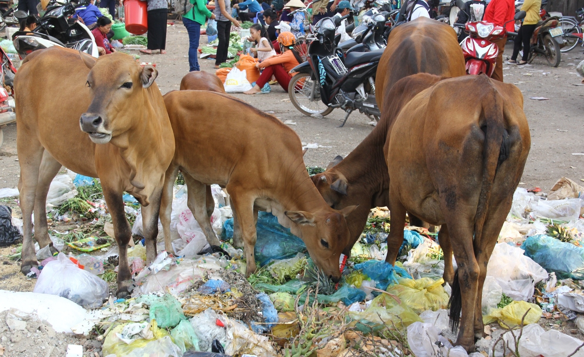 Han han hoanh hanh, trau bo an bao nylon hinh anh