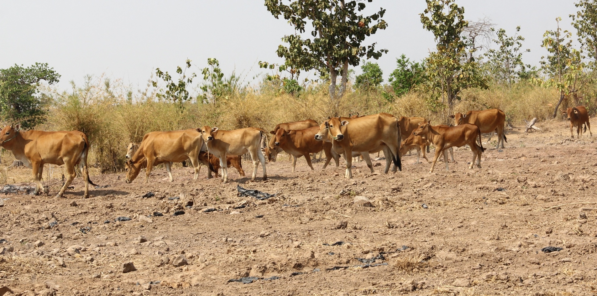 200 con trau, bo o Dak Lak chet do han han hinh anh