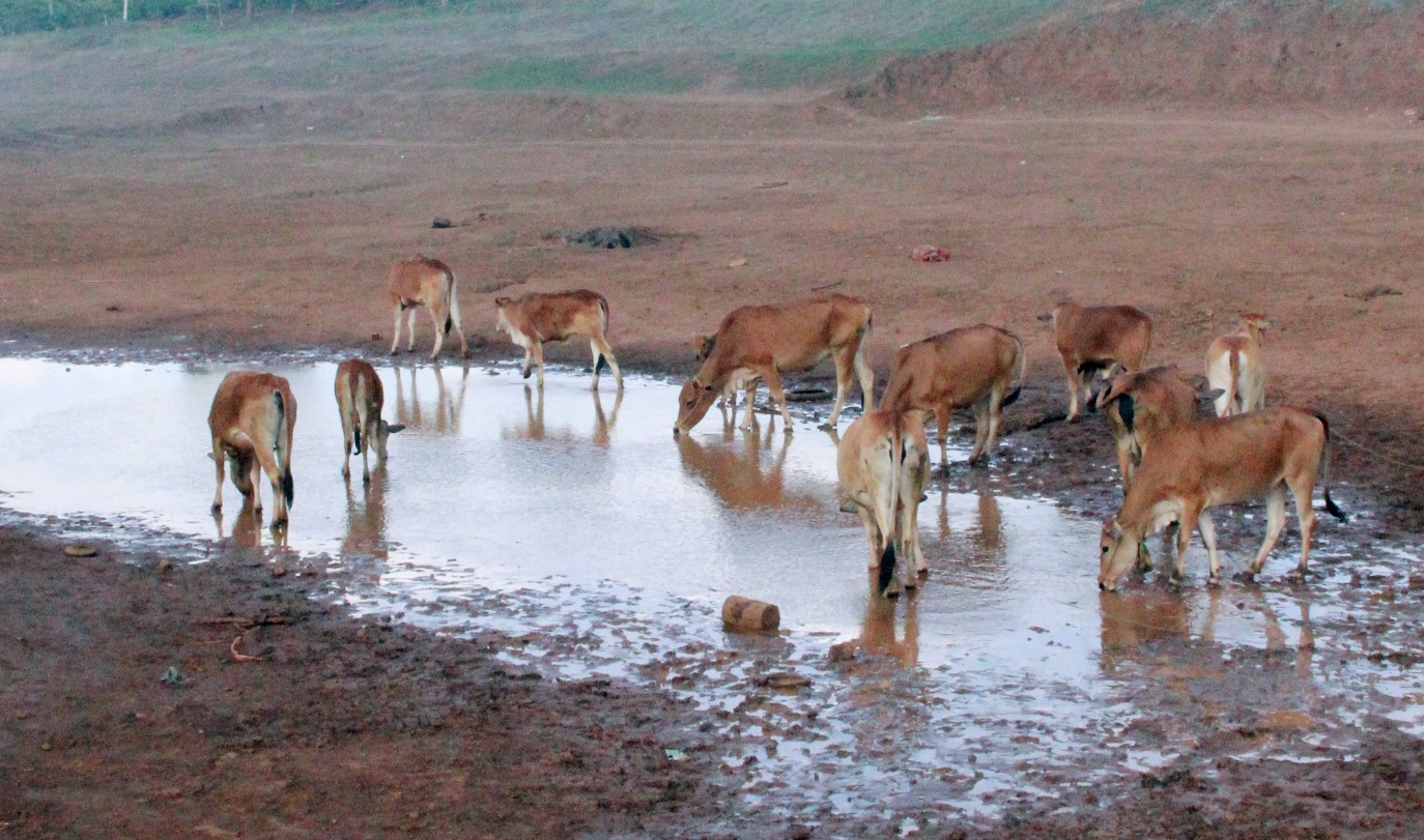 200 ho o Dak Lak tro day, trau bo thieu nuoc uong hinh anh