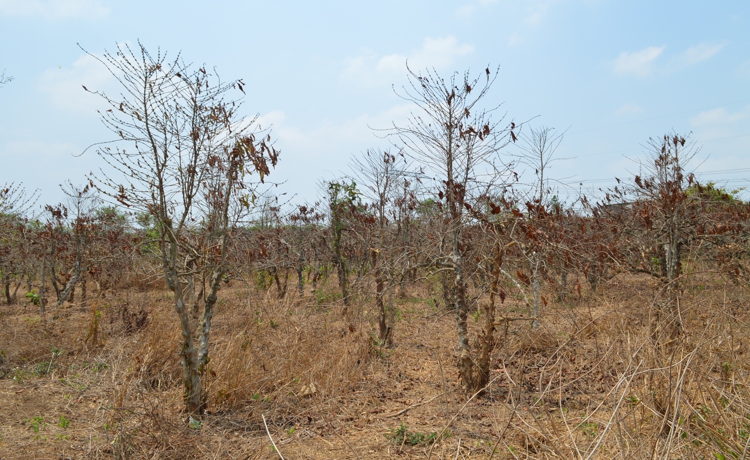 han han o tay nguyen anh 9