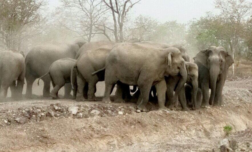 Dan voi rung 20 con pha nat ray nguoi dan hinh anh