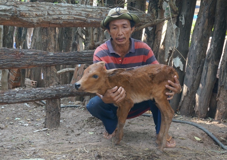 Chay an tung bua, vat nuoi chet vi nang nong hinh anh