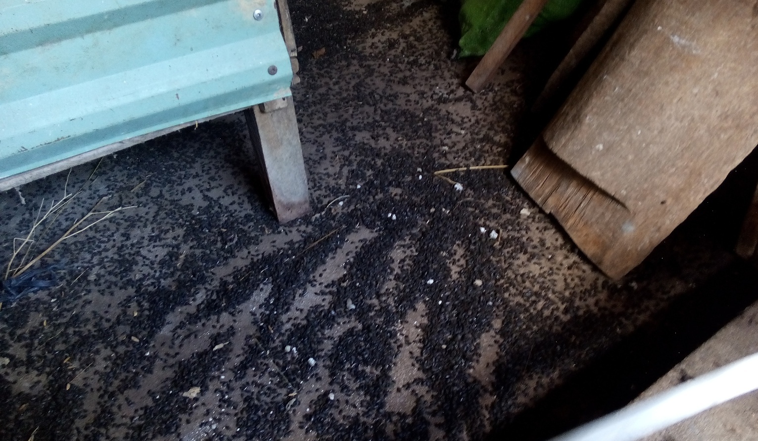 Khon don vi bo dau den hinh anh