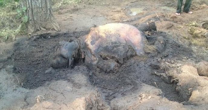 Phat hien voi mot tuoi chet ben vung lay hinh anh