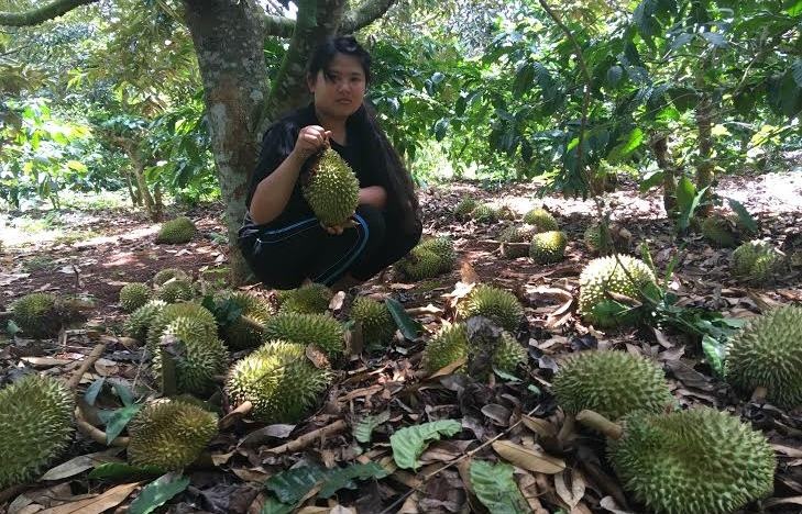Cat trom hang tram trai sau rieng non roi bo duoi goc hinh anh