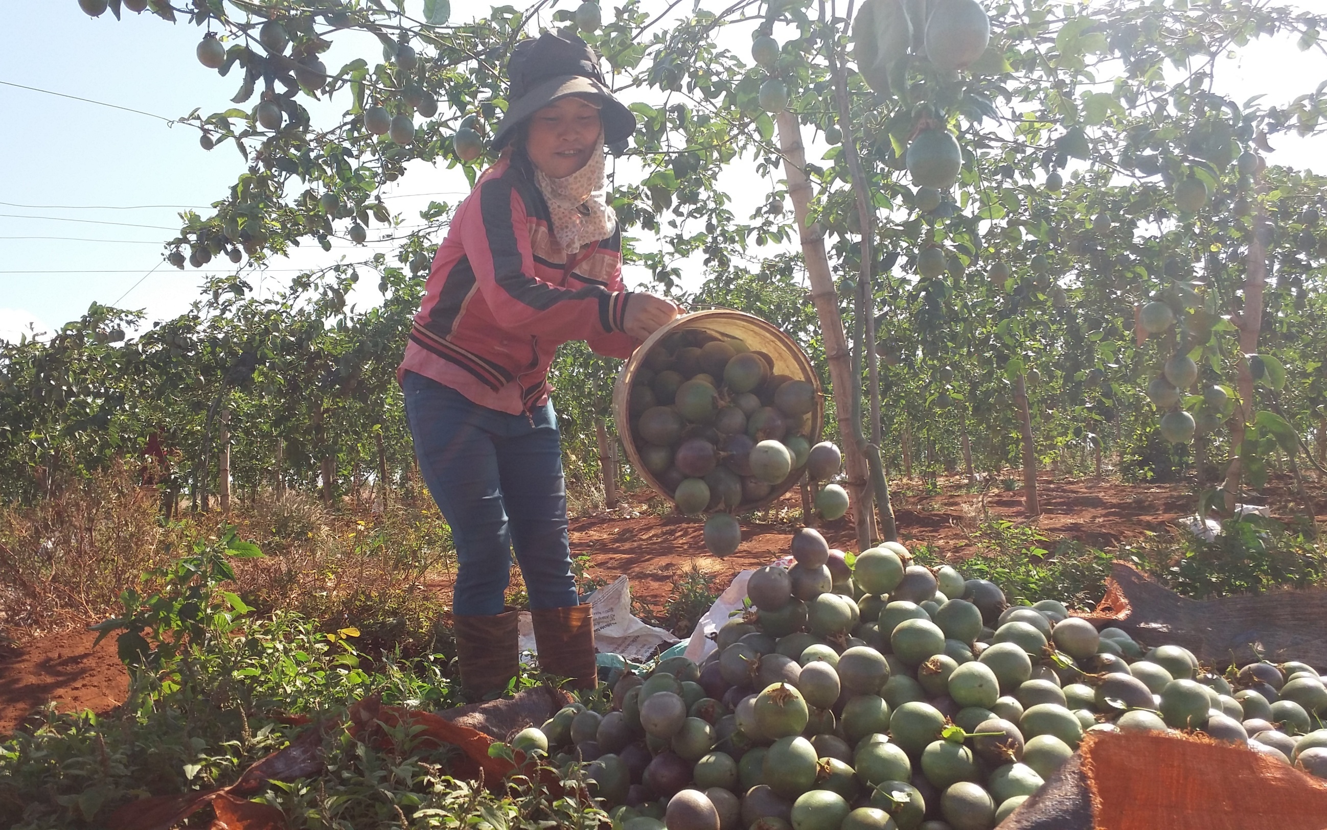Chanh day rot gia, nguoi dan van trong ao at hinh anh