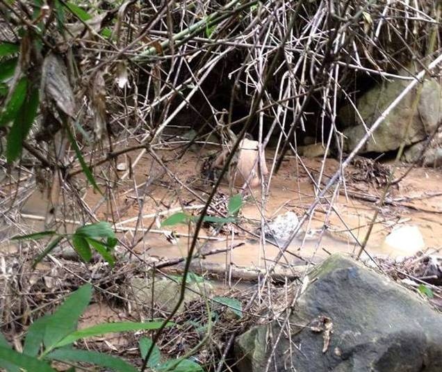 Tim thay thanh nien mat tich 4 ngay trong rung hinh anh