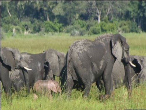 Dan voi rung tan pha hoa mau cua nguoi dan hinh anh