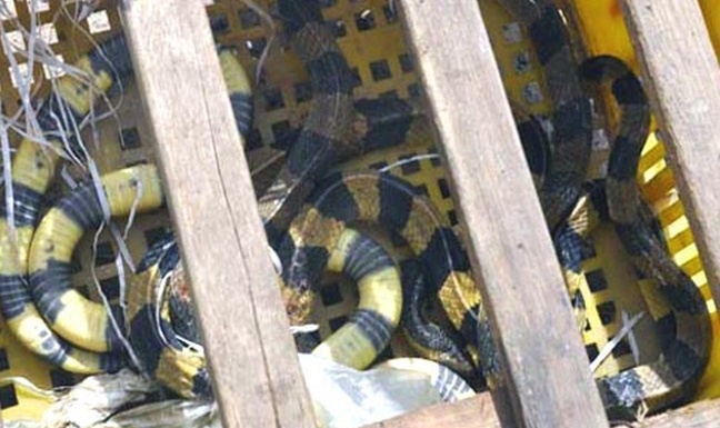 4 hanh khach 'ngoi chung' voi 120 con ran ho mang hinh anh