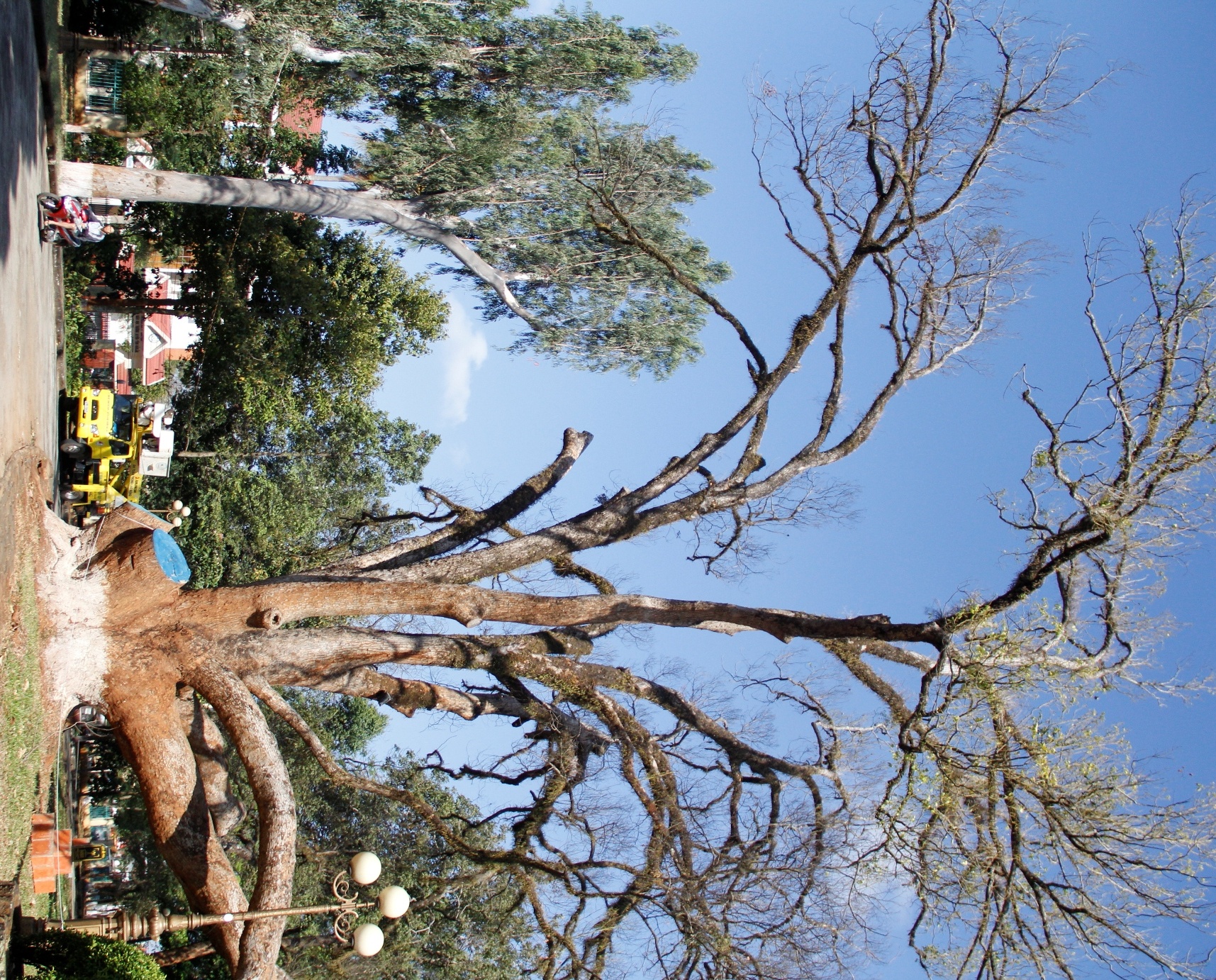 Cay di san chet kho anh 1