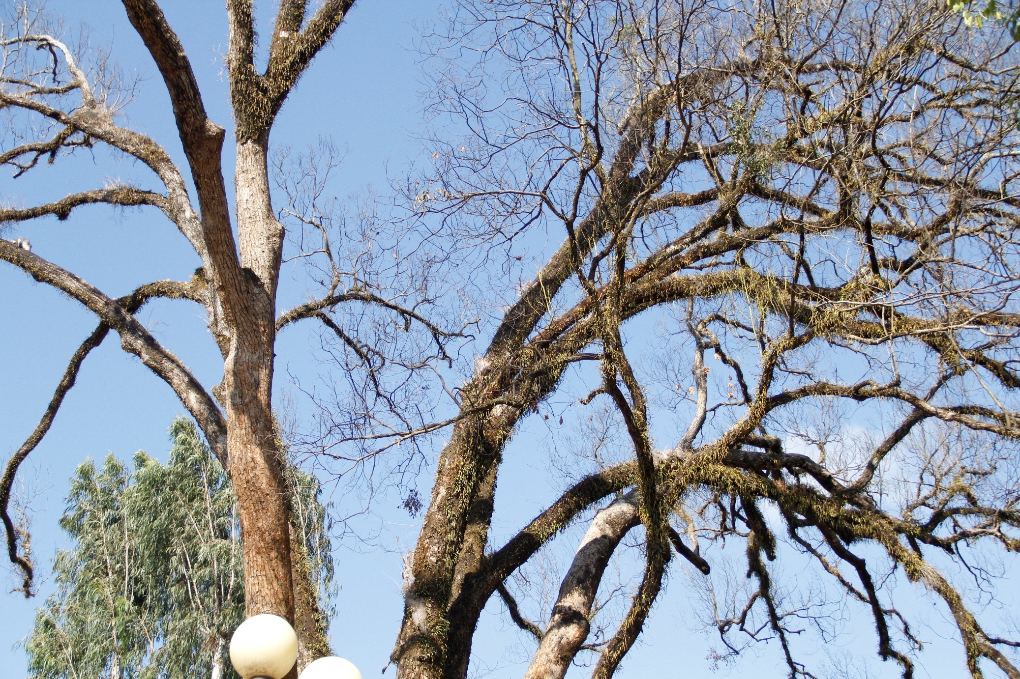 Cay di san Viet Nam bi chet do nam tan cong hinh anh