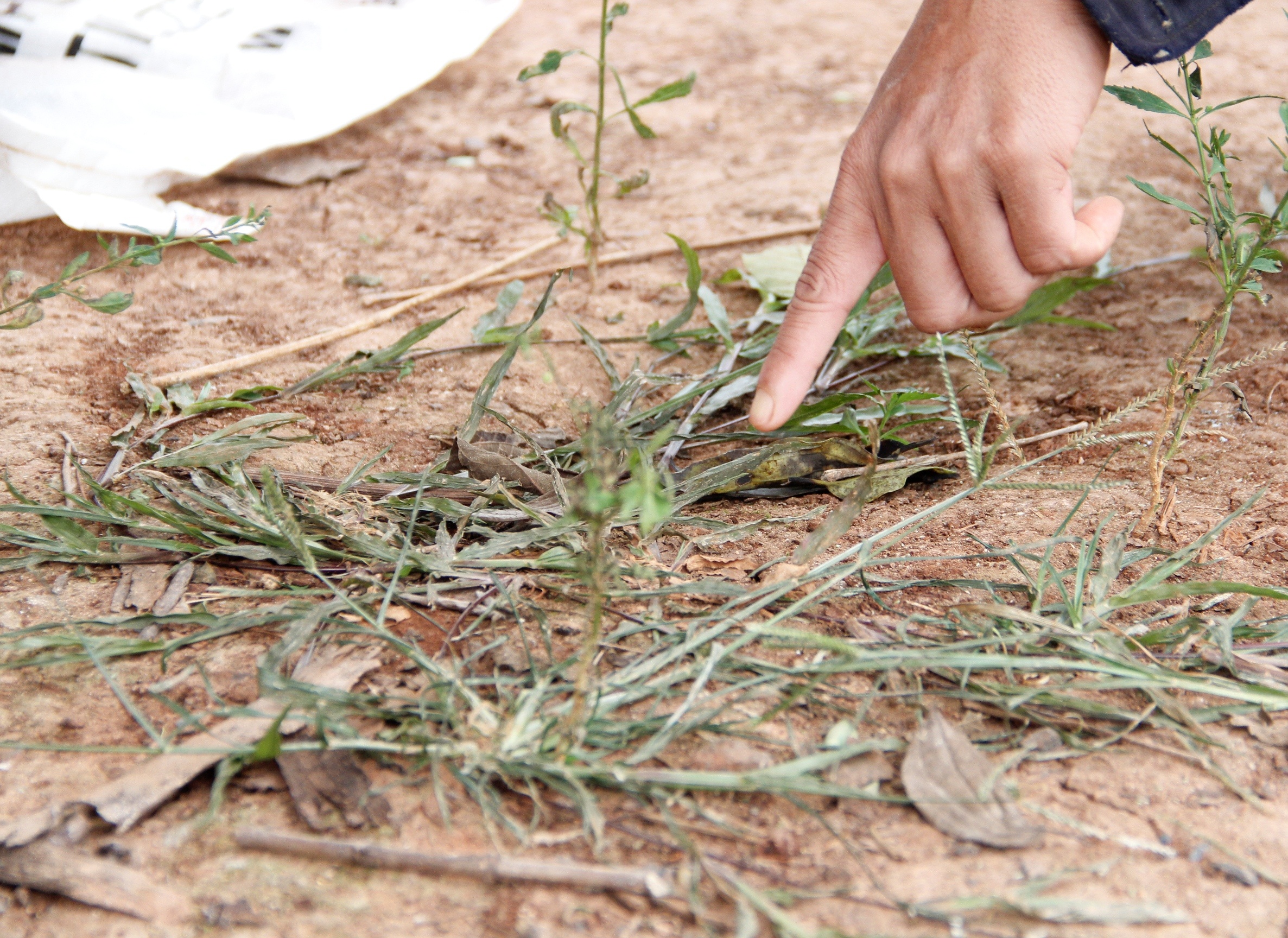 Hai vo chong bi dau doc anh 2