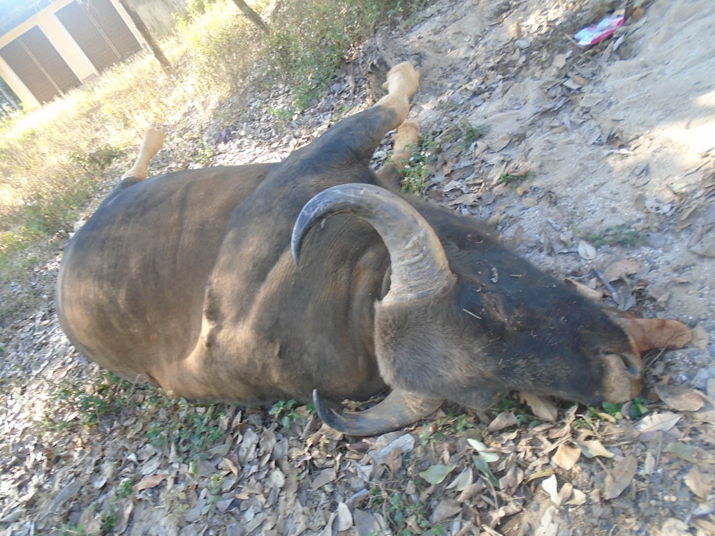 Bo tot quy hiem nang 800 kg dam dau vao oto hinh anh