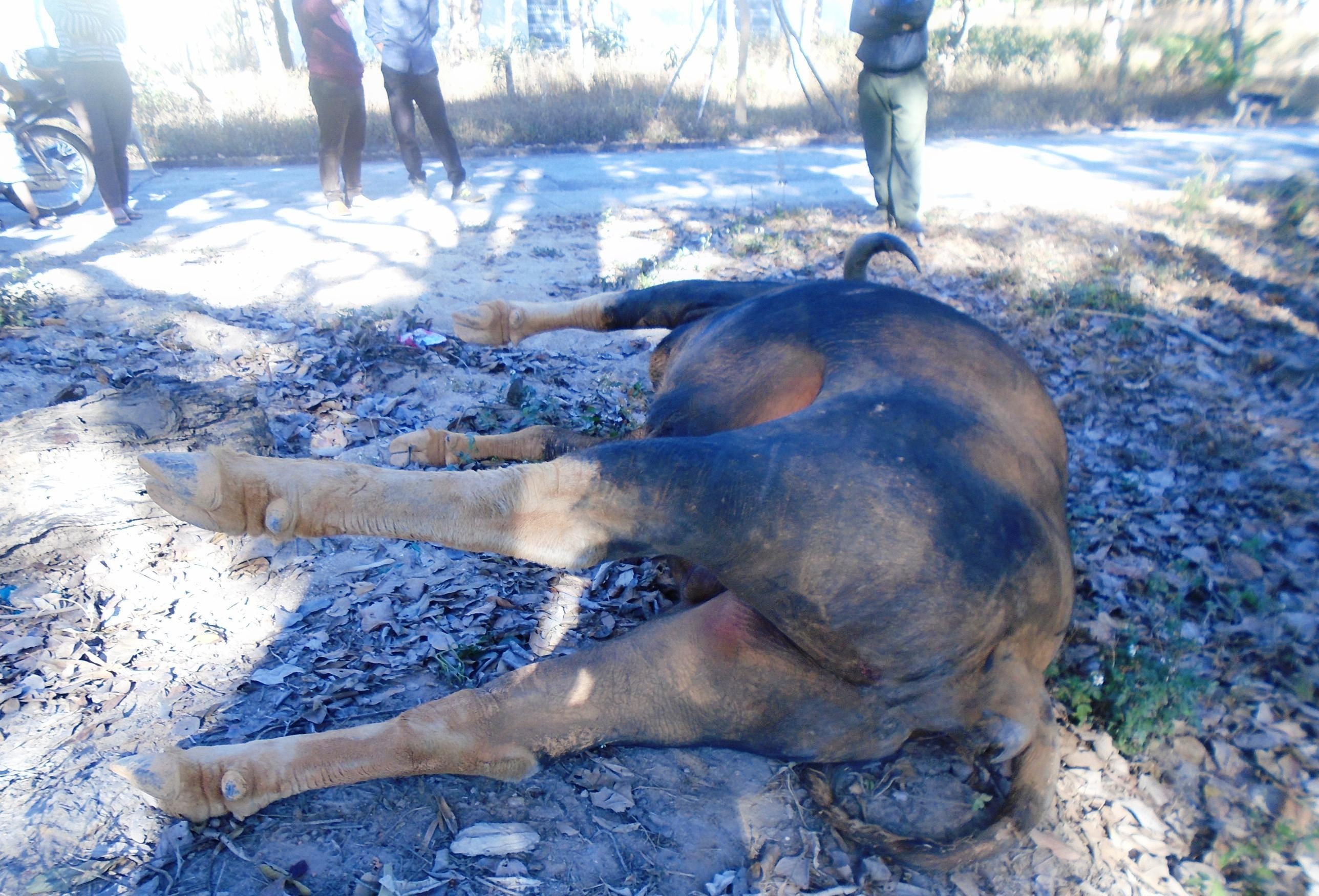 Bo tot lao vao oto chet anh 1