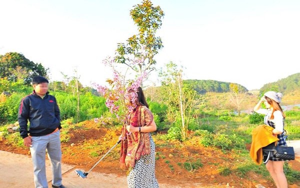 Phó giám đốc sở bẻ hoa anh đào ảnh 1 Pho giam doc so be hoa anh dao anh 1