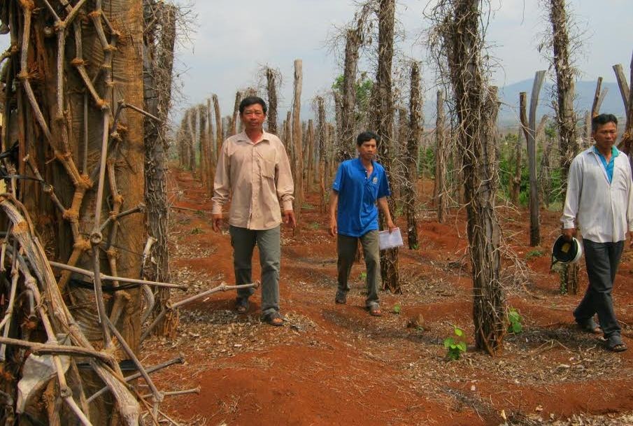 Tieu chet hang loat o Tay Nguyen hinh anh