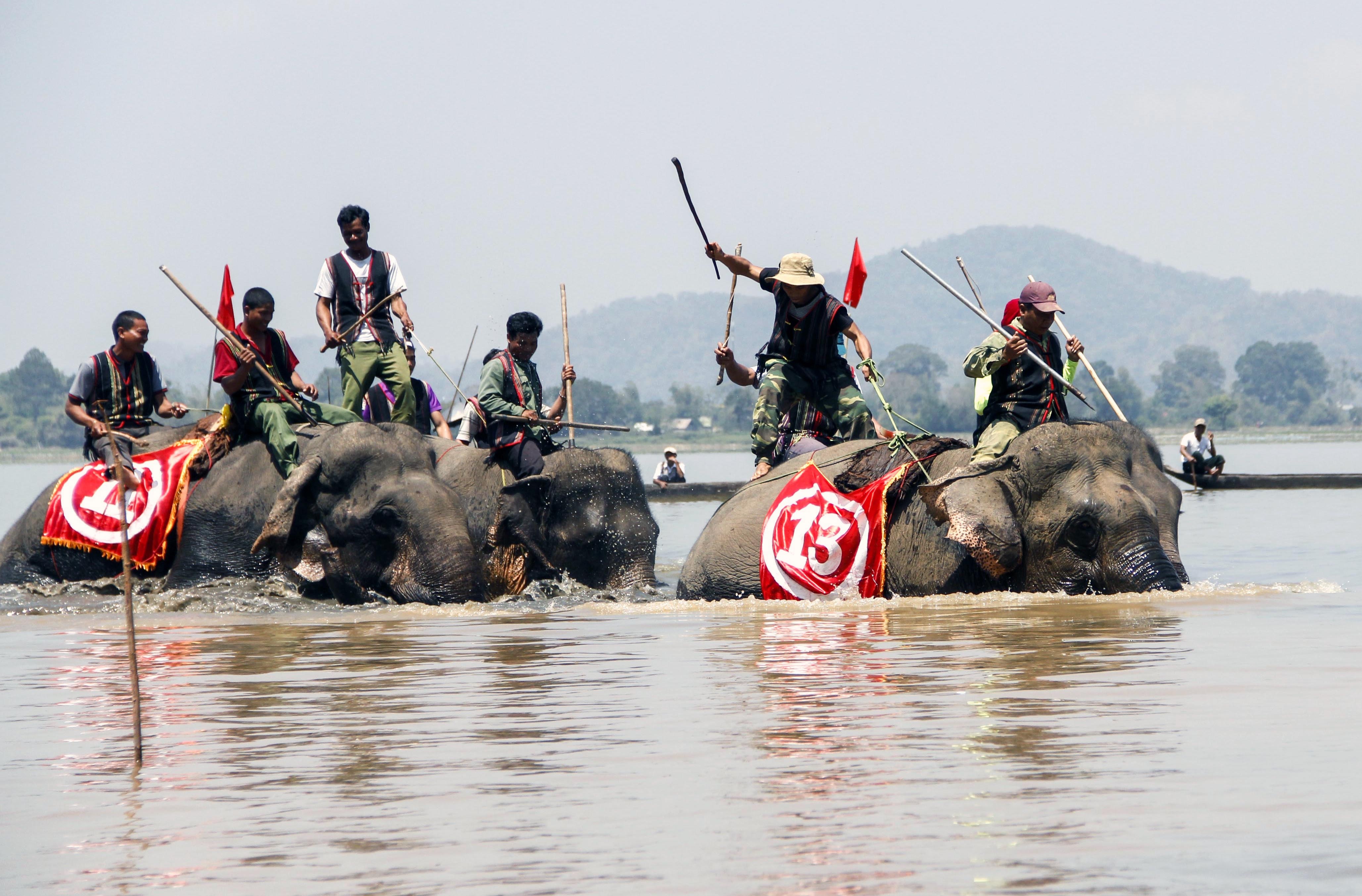 Dua voi tai Dak Lak anh 10