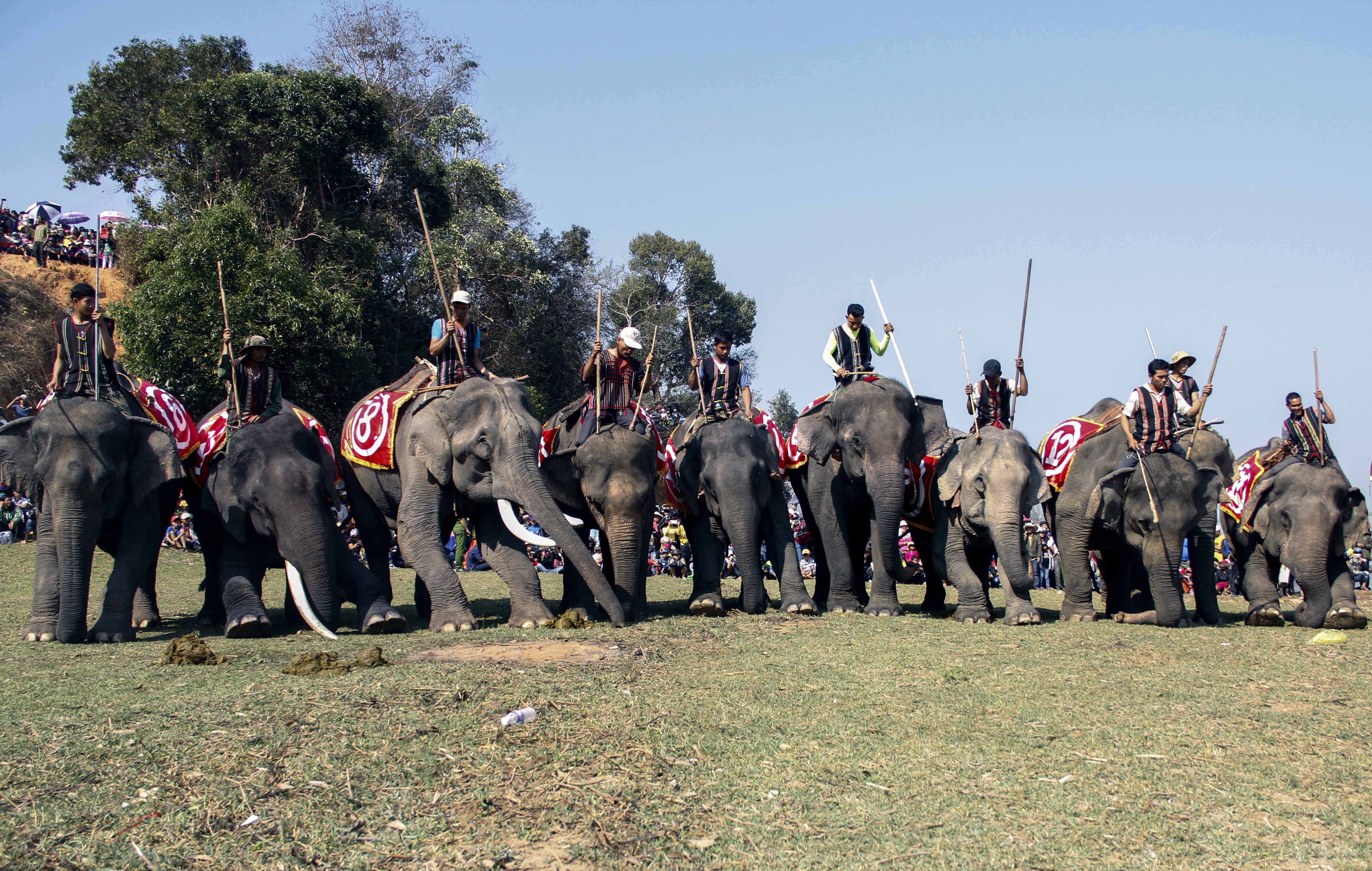 Dua voi tai Dak Lak anh 6