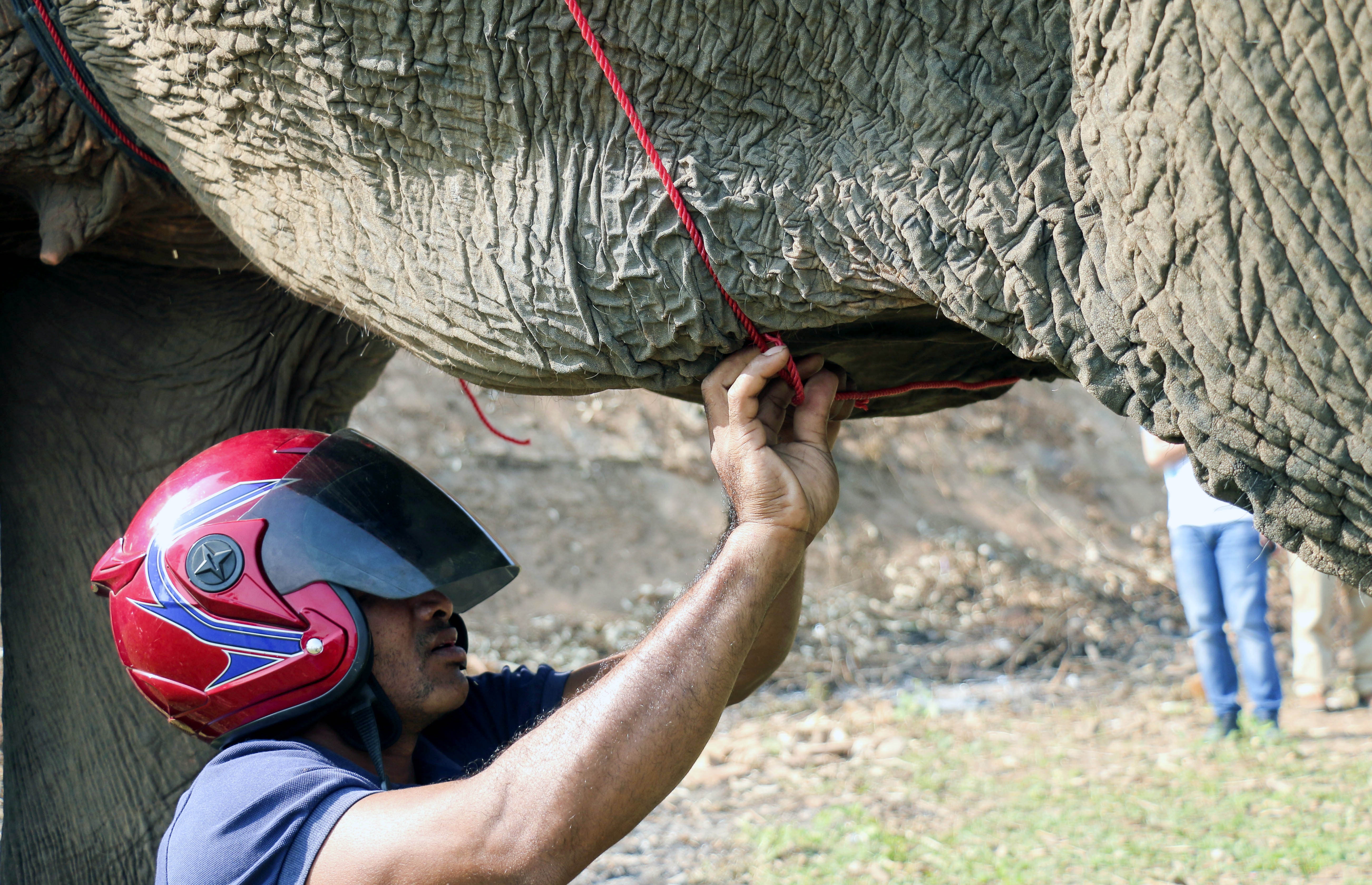 Dua voi tai Dak Lak anh 2