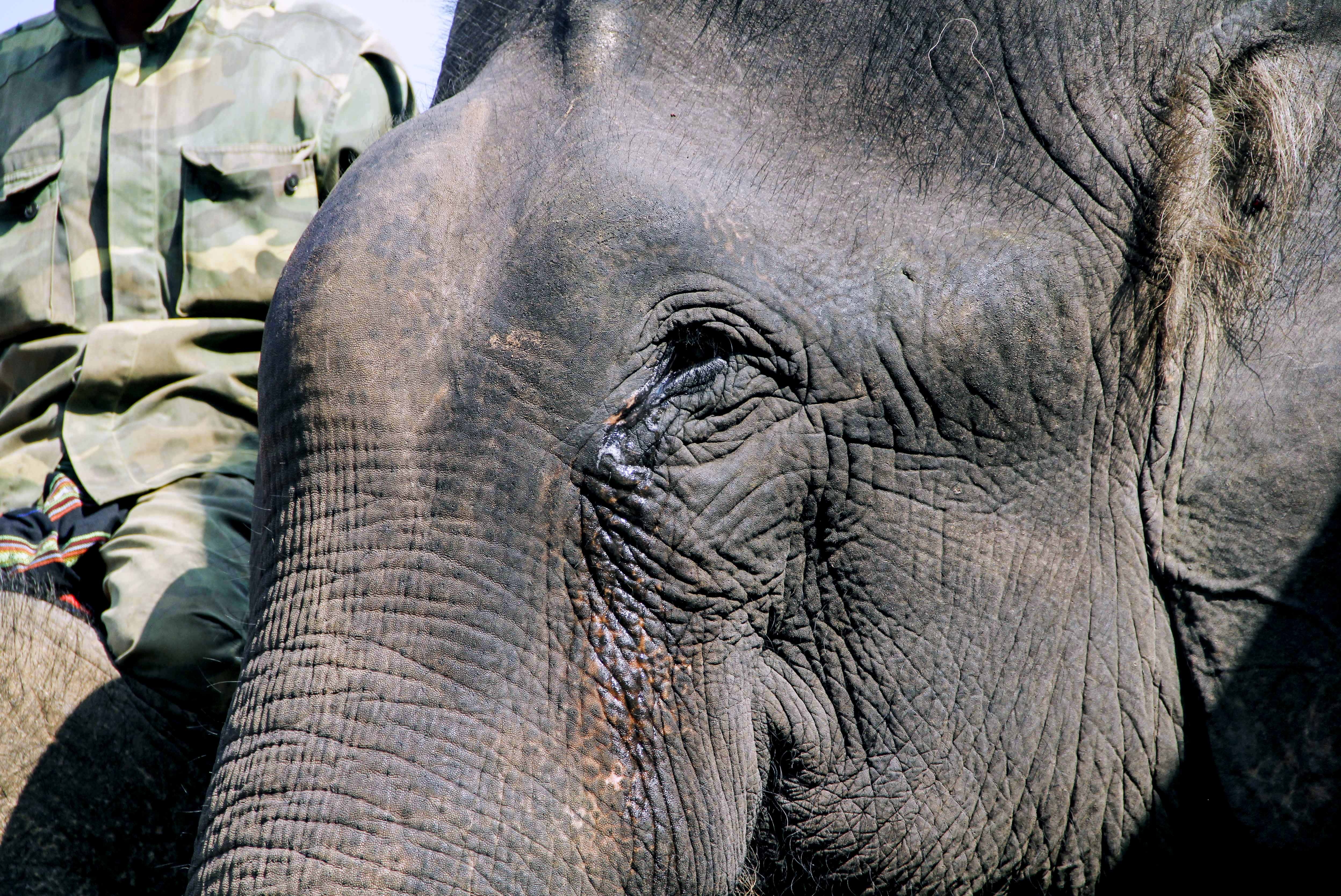 Dua voi tai Dak Lak anh 4