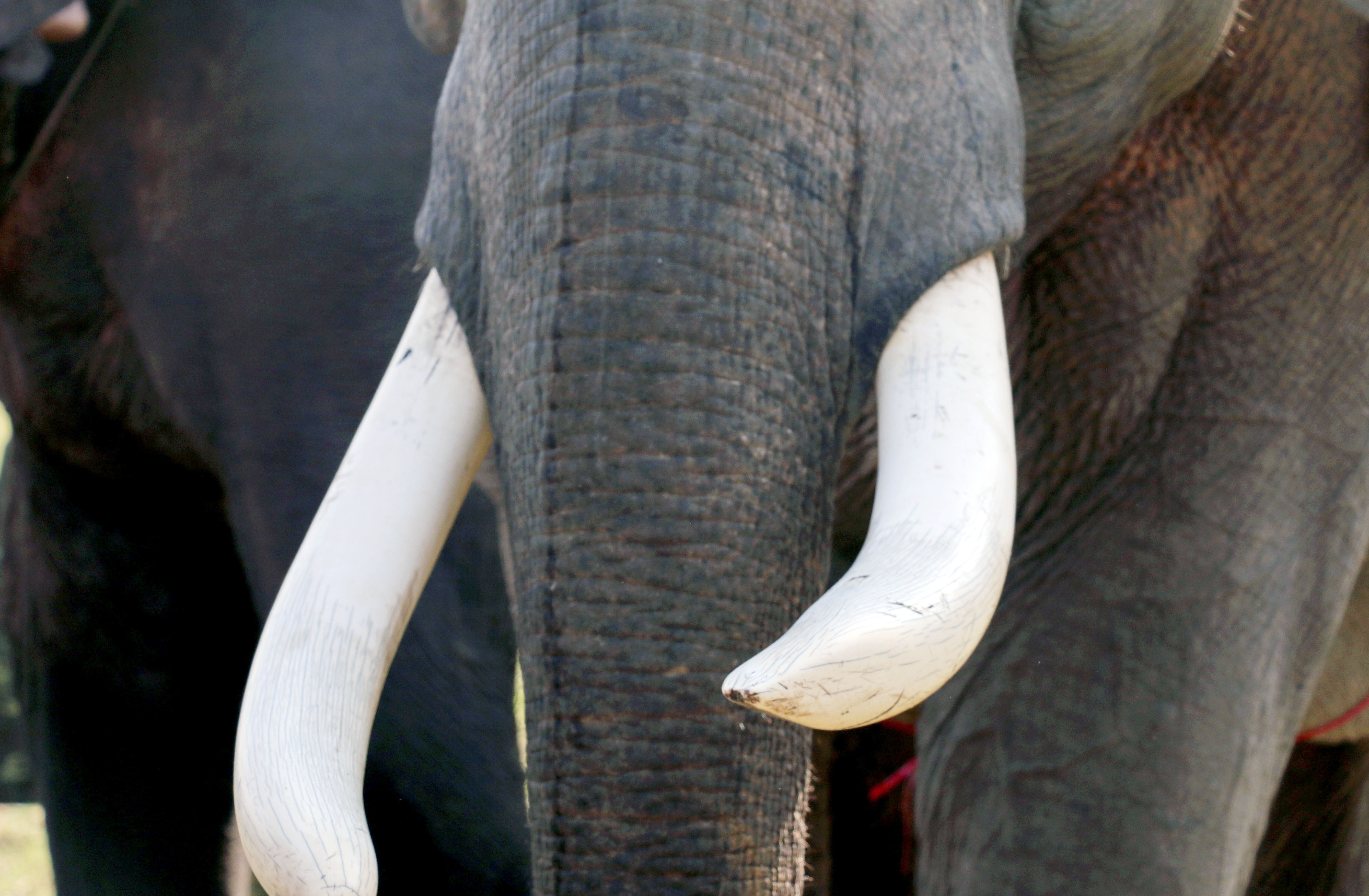 Dua voi tai Dak Lak anh 5