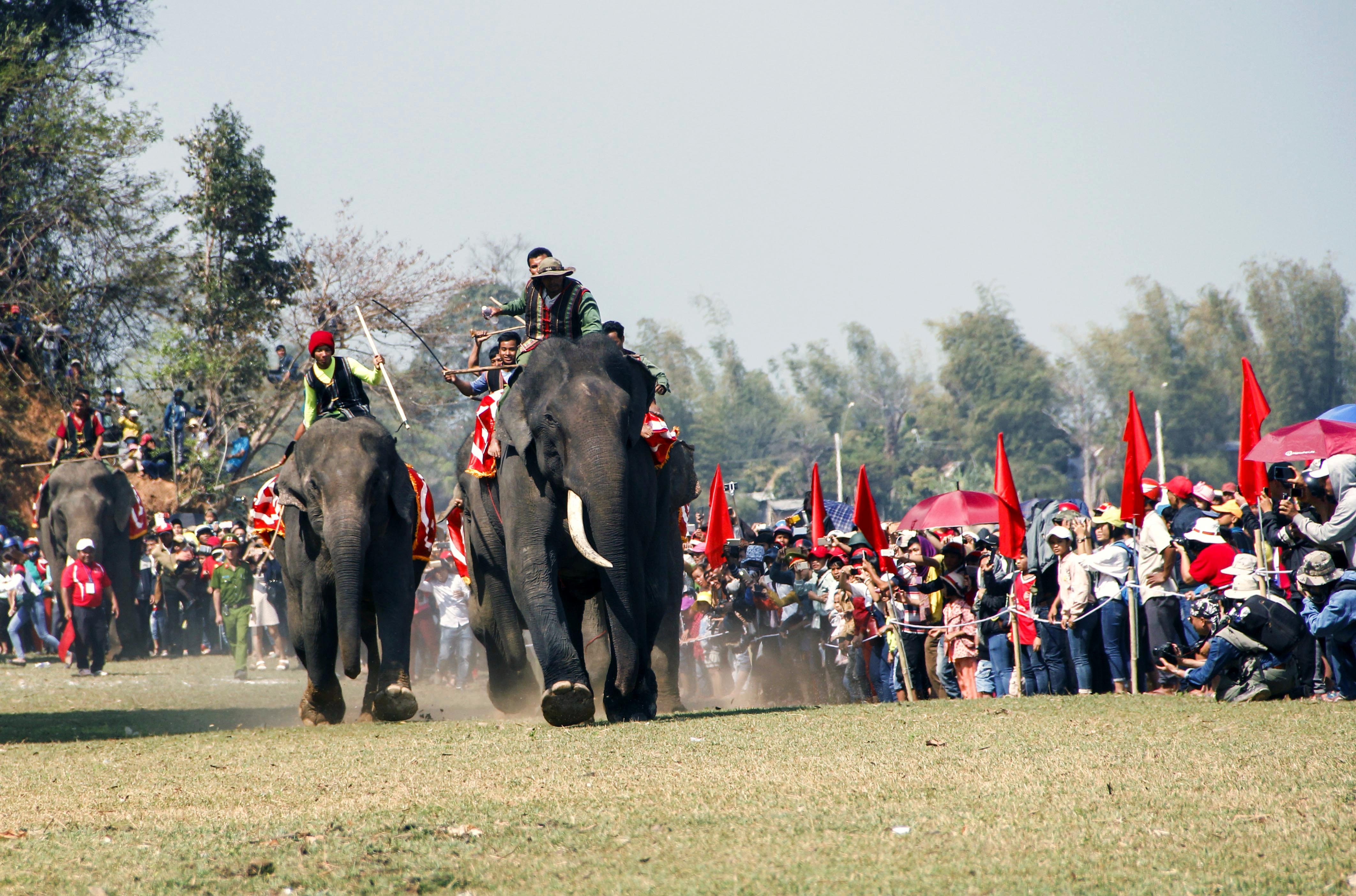 Dua voi tai Dak Lak anh 7