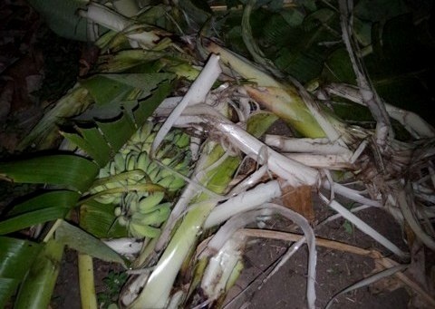 Dan voi rung ve sat khu dan cu tim thuc an, pha hoai hoa mau hinh anh