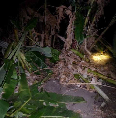 Voi rung pha hoa mau nguoi dan anh 1