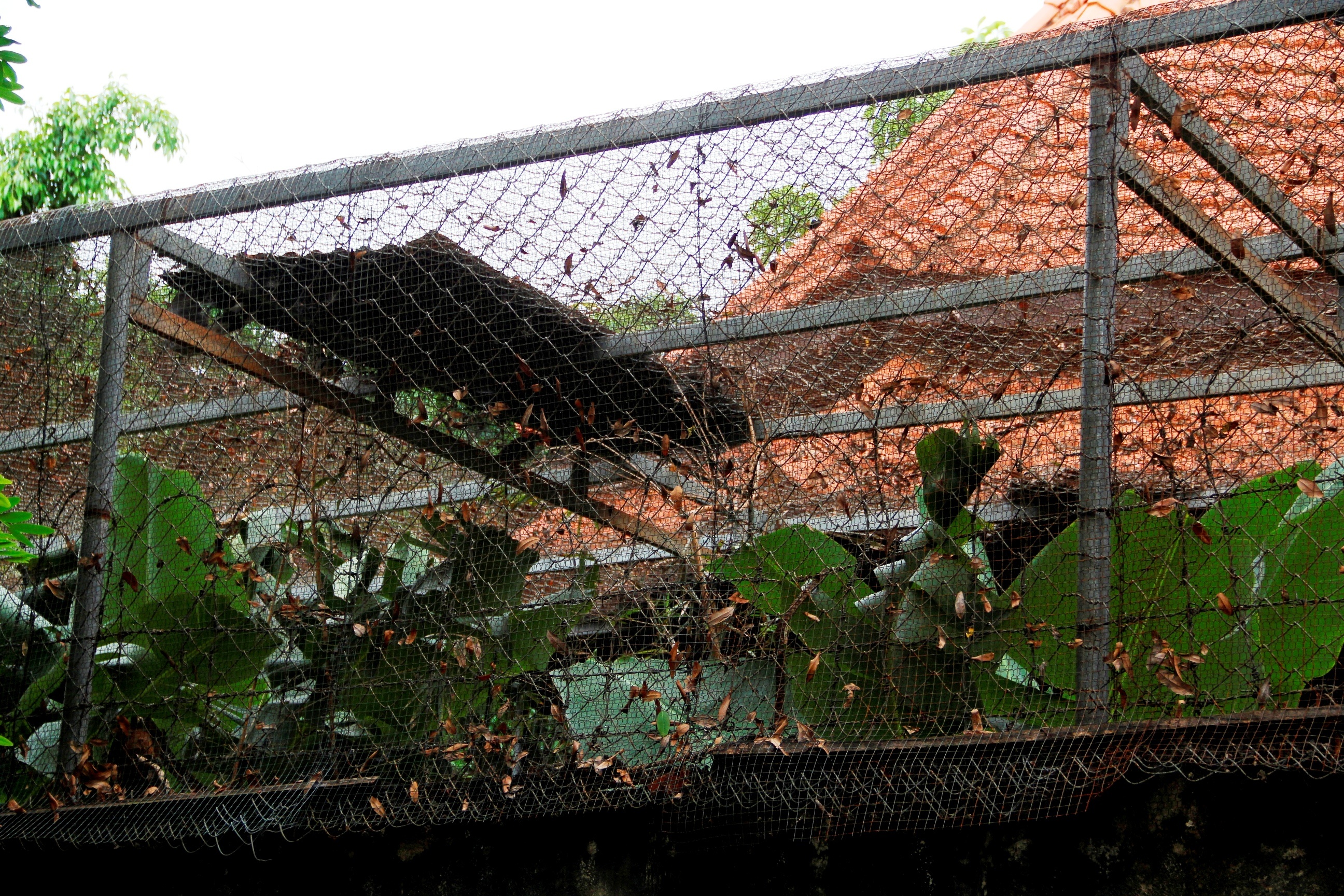 Vo Pho Ban noi chinh xay biet thu trai phep anh 9