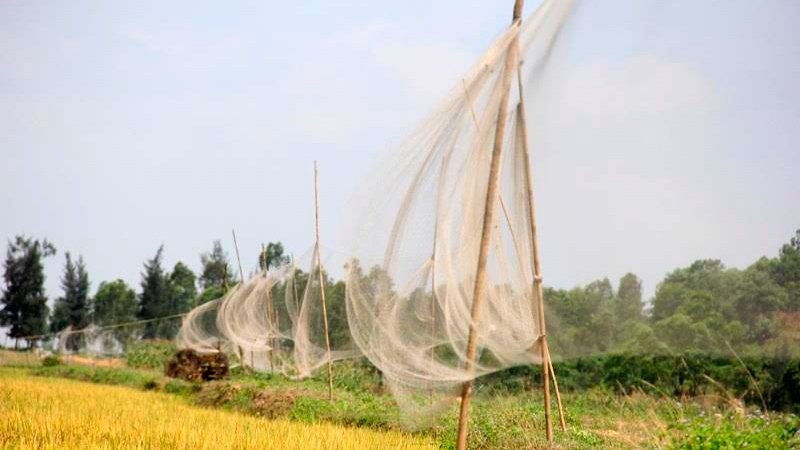Bay chim troi tai Ha Tinh anh 3