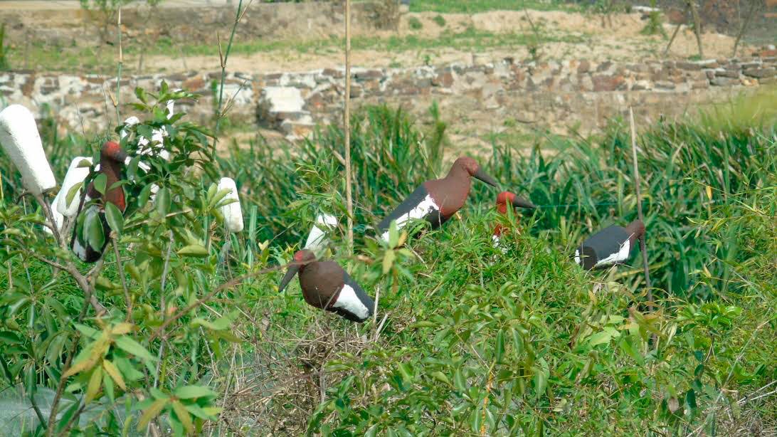 Bay chim troi tai Ha Tinh anh 2