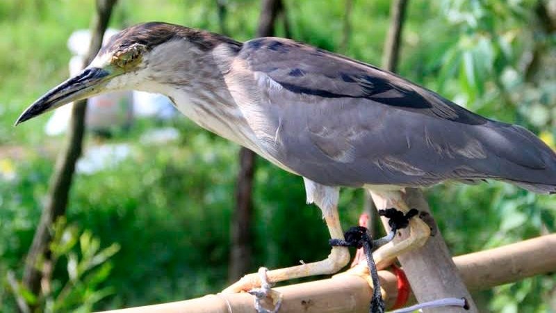 Am anh dan chim bi khau mat de nhu dong loai o Ha Tinh hinh anh