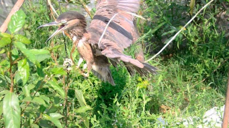 Am anh bay chim troi tai Ha Tinh hinh anh