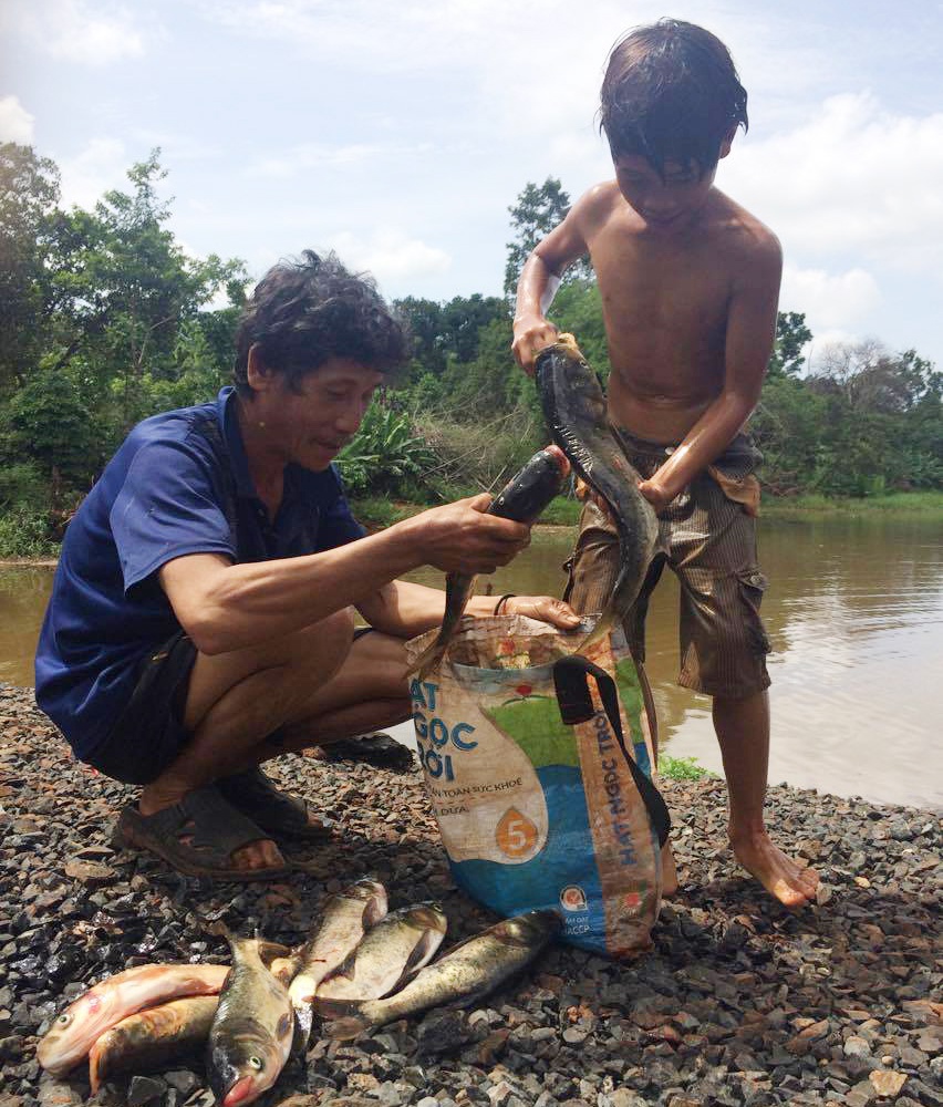 Cá chết bất thường dưới hồ ảnh 1 Ca chet bat thuong duoi ho anh 1