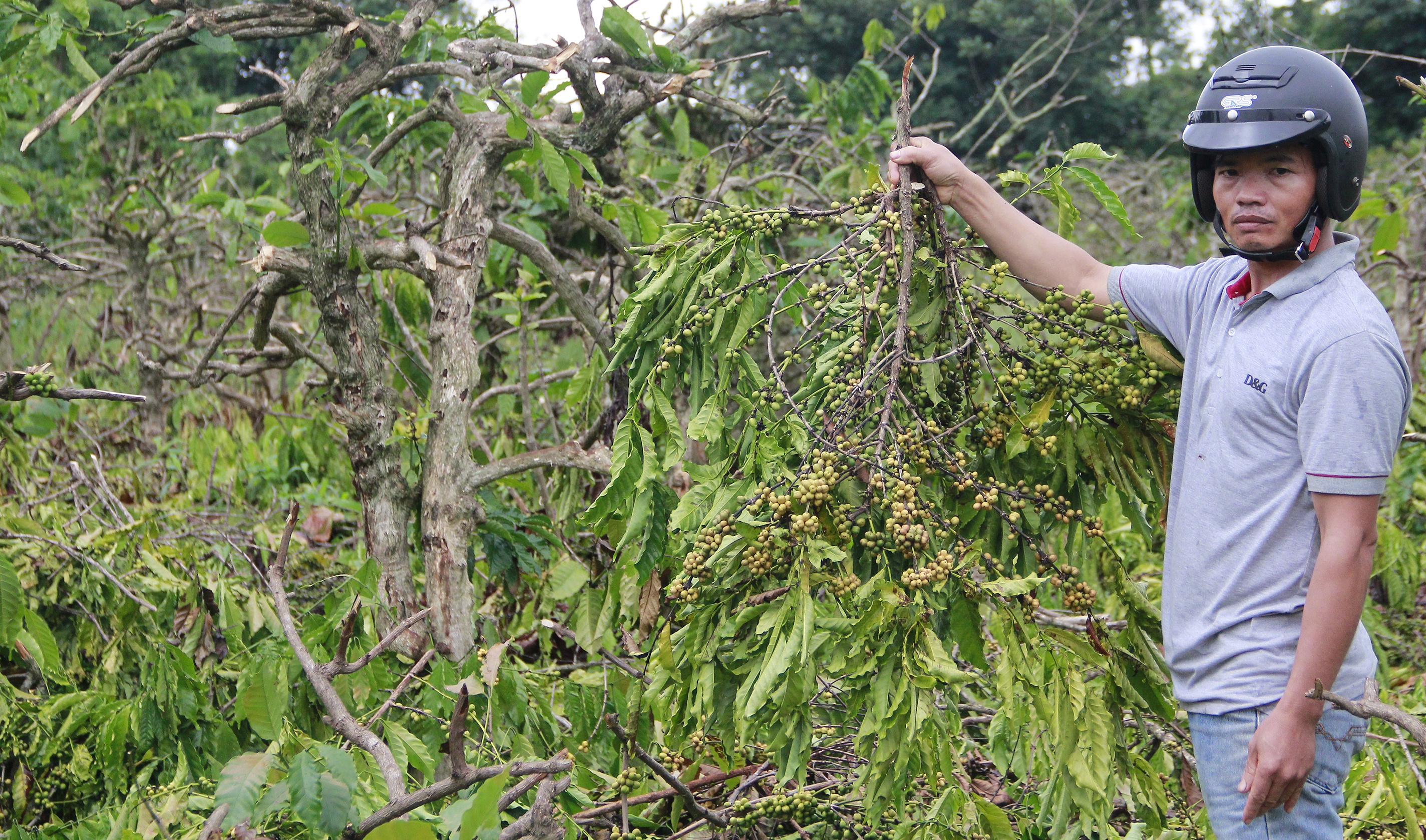 Gia dinh bi chat 500 cay ca phe hinh anh