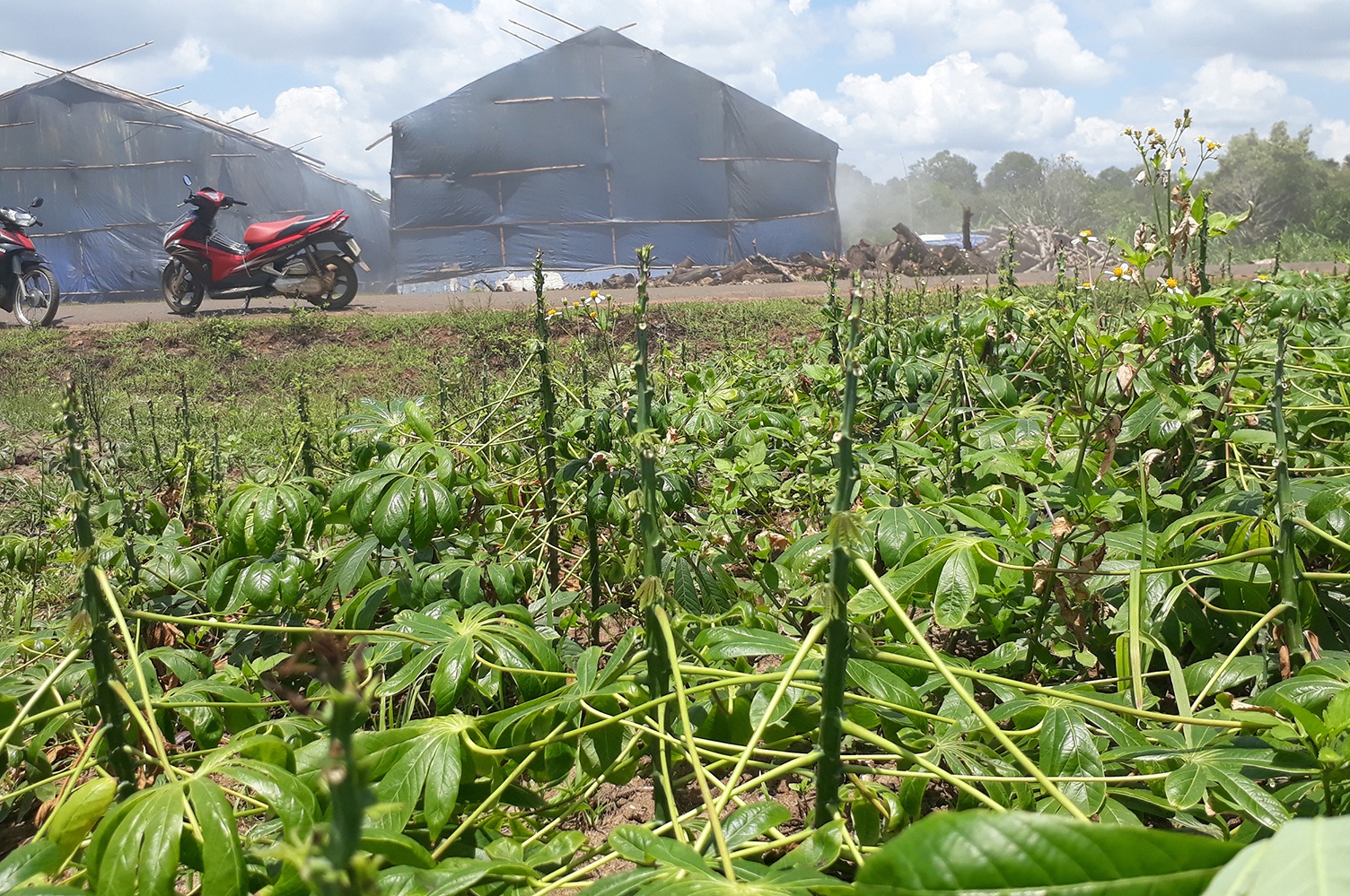 Lò than gây ô nhiễm ảnh 1 Lo than gay o nhiem anh 1