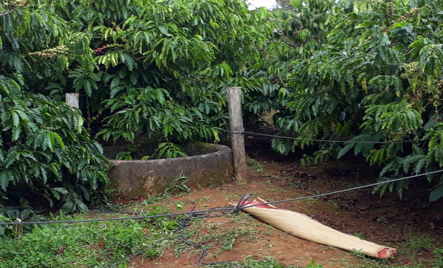 Thi the nguoi dan ong duoi gieng hinh anh