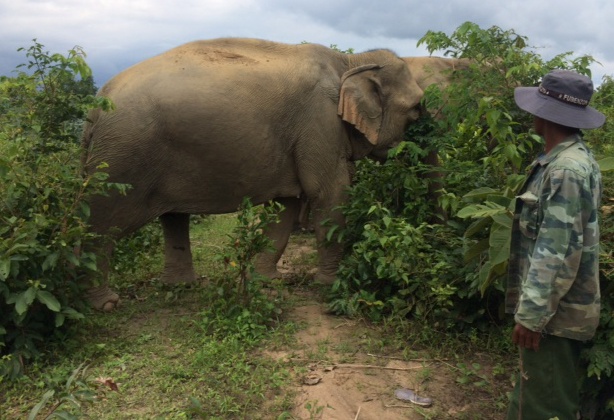 Voi con chet trong bung me do chuyen da lau hinh anh