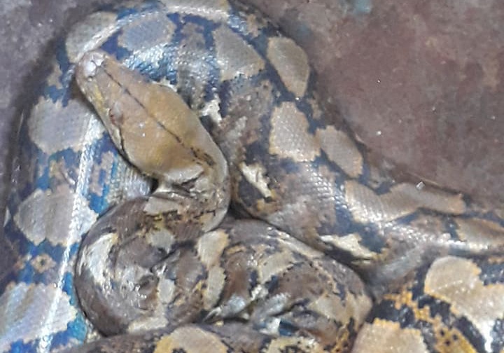 Nguoi dan bat duoc con nua hon 13 kg hinh anh